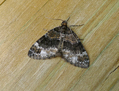 Barred Carpet (Martania taeniata)