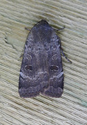 Lesser Yellow Underwing (Noctua comes)