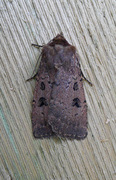 Double Dart (Graphiphora augur)