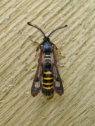 Raspberry Clearwing (Pennisetia hylaeiformis)