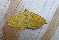 Yellow Shell (Camptogramma bilineata)