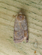 Ingrailed Clay (Diarsia mendica)