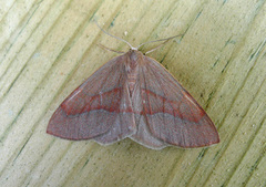 Barred Red (Hylaea fasciaria)