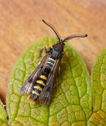 Raspberry Clearwing (Pennisetia hylaeiformis)