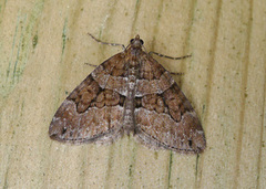 Chestnut-coloured Carpet (Thera cognata)