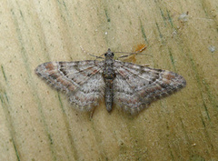 Double-striped Pug (Gymnoscelis rufifasciata)