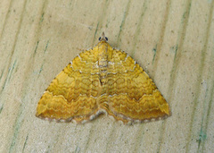 Yellow Shell (Camptogramma bilineata)