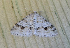 Welsh Wave (Venusia cambrica)
