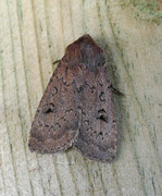 Double Dart (Graphiphora augur)