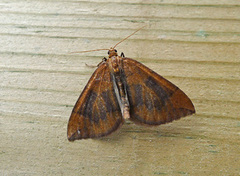 Blåbærmåler (Eulithis populata)