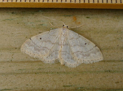 Randengmåler (Idaea biselata)