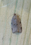 Large Ivy Tortrix (Lozotaenia forsterana)