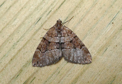 Brun einerbarmåler (Thera cognata)