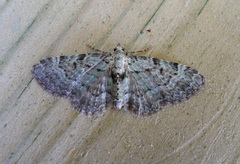 Green Pug (Pasiphila rectangulata)
