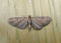 Brun dvergmåler (Eupithecia absinthiata)