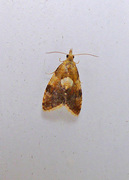 Yellow-spot Tortrix (Pseudargyrotoza conwagana)