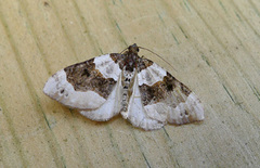 Purple Bar (Cosmorhoe ocellata)