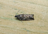 Epinotia cinereana/nisella