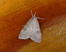 Dusky Pearl (Udea prunalis)