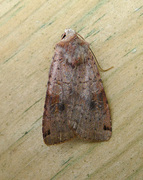 Dotted Clay (Xestia baja)