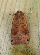 Dotted Clay (Xestia baja)