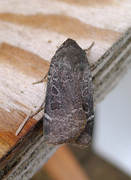 Lesser Yellow Underwing (Noctua comes)