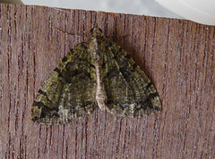 July Highflyer (Hydriomena furcata)