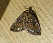 July Highflyer (Hydriomena furcata)