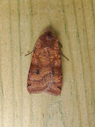 Dotted Clay (Xestia baja)