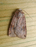 Dotted Clay (Xestia baja)