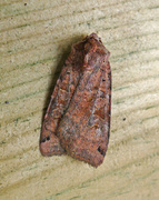 Dotted Clay (Xestia baja)