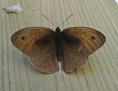 Meadow Brown (Maniola jurtina)
