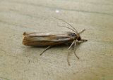 Okernebbmott (Agriphila tristella)