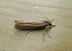 Common Grass-veneer (Agriphila tristella)