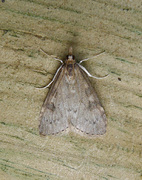 Dusky Pearl (Udea prunalis)