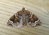 Hagebærmåler (Eulithis prunata)