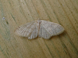 Randengmåler (Idaea biselata)