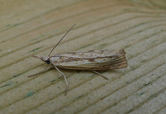 Barred Grass-veneer (Agriphila inquinatella)
