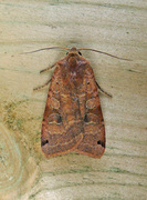 Dotted Clay (Xestia baja)