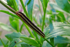 Broom Moth (Ceramica pisi)