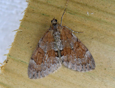 Grey Pine Carpet (Thera obeliscata)
