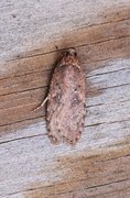 Common Flat-body (Agonopterix heracliana)