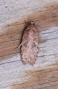 Agonopterix heracliana