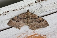 Scarce Tissue (Rheumaptera cervinalis)