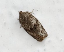 Dark-barred Tortrix (Syndemis musculana)