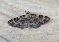 Revebjelledvergmåler (Eupithecia pulchellata)