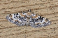 Revebjelledvergmåler (Eupithecia pulchellata)