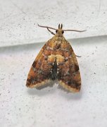 Yellow-spot Tortrix (Pseudargyrotoza conwagana)