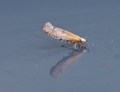 Juniper Argent (Argyresthia dilectella)