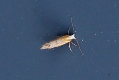 Juniper Argent (Argyresthia dilectella)